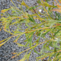 Picture of Grevillea Glabrata