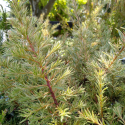 Picture of Grevillea Red Dragon