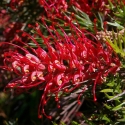 Picture of Grevillea Robyn Gordon