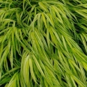 Picture of Hakonechloa Macra Aureola