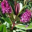 Picture of Hebe Speciosa