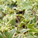 Picture of Hedera Gold Variegated