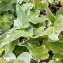 Picture of Hedera Silver Varigated