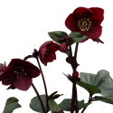Picture of Helleborus Ice N Roses Merlot