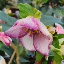 Picture of Helleborus Ice N Roses Picotee