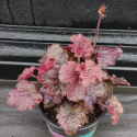 Picture of Heuchera Northern Exposure Black