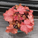 Picture of Heuchera Northern Exposure Red