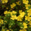 Picture of Hibbertia Procumbens