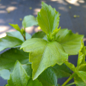 Picture of Hibiscus Crown of Bohemia