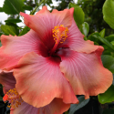 Picture of Hibiscus Harry Boris