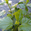 Picture of Hibiscus Simmonds Red