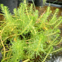 Picture of Myriophyllum variifolium