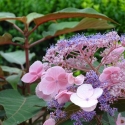 Picture of Hydrangea Hot Chocolate