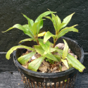 Picture of Hygrophila Angustifolia