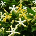 Picture of Hymenosporum Golden Nugget