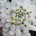 Picture of Iberis Candytuft