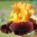 Picture of Iris Bearded American Sweetheart