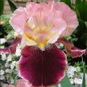 Picture of Iris Bearded Burgundy Party