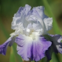 Picture of Iris Bearded Clarence