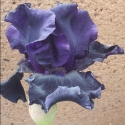 Picture of Iris Bearded Dark Passion