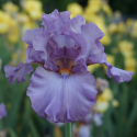 Picture of Iris Bearded Diversion