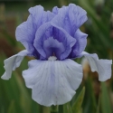 Picture of Iris Bearded Edge of Winter