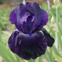 Picture of Iris Bearded Licorice Stick