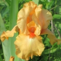 Picture of Iris Bearded Robusto