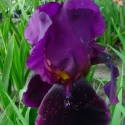 Picture of Iris Bearded Still Night