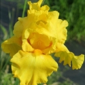 Picture of Iris Bearded Temple Gold