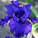 Picture of Iris Bearded Temptone