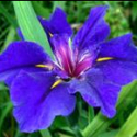 Picture of Iris Blue Shield