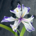 Picture of Iris Laevigata Albopurpurea