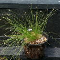 Picture of Isolepis sepulcralis