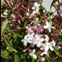 Picture of Jasminum Polyanthum