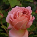 Picture of Jubilee Celebration Std 80cm-Rose