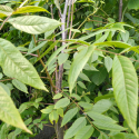 Picture of Juglans Nigra