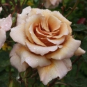 Picture of Julias Rose Std 80cm-Rose