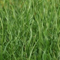 Picture of Juncus Effusus Spiralis