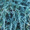 Picture of Juniperus Blue Chip