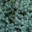 Picture of Juniperus Blue Star