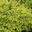 Picture of Juniperus Depressa Aurea