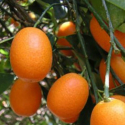 Picture of Kumquat Fortunella Nagami Dwarf