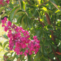 Picture of Lagerstroemia Petite Embers