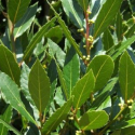 Picture of Laurus Nobilis Tuscan Towers 50cm