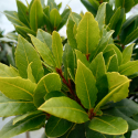 Picture of Laurus Nobilis Tuscan Towers Std 90cm