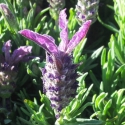 Picture of Lavender Laveanna Grand Purple