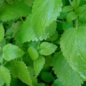 Picture of Lemon Balm