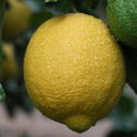 Picture of Lemon Villa Franca Patio STD