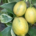 Picture of Lemon Villa Franca Variegated